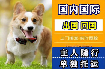 临沂市宠物托运公司临沂市宠物托运公司临沂市宠物托运公司