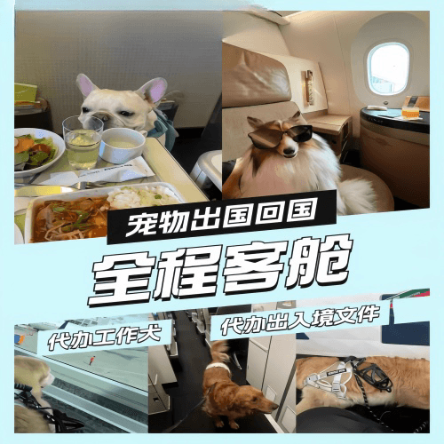 临沂市宠物托运到白俄罗斯宠物入境规定和要求